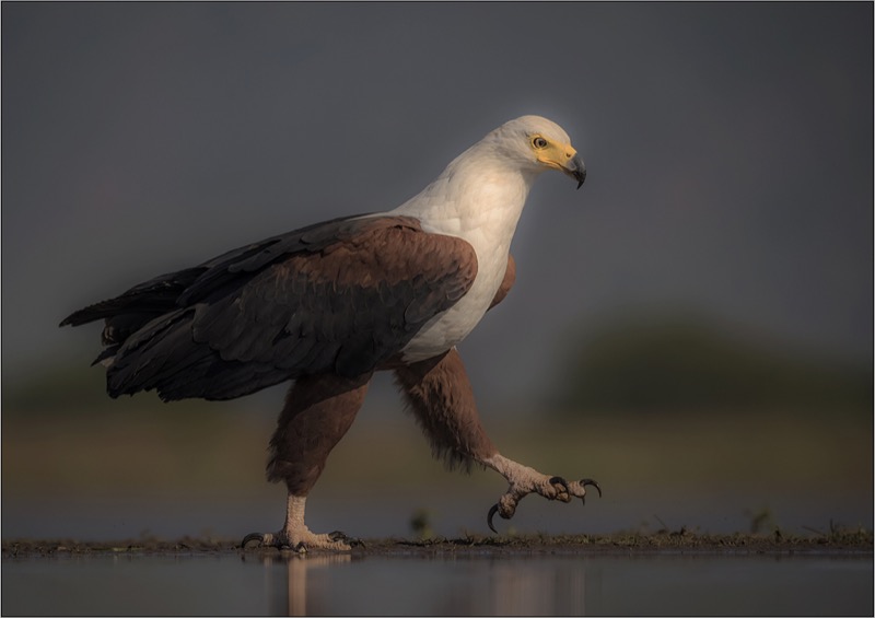 PSSA Silver - Nature birds-Statig-Treurnicht du Toit-Hermanus