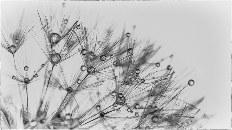 MCC Silver Medal -  Nature Monochrome - Showered Dandelion - Lorraine Blackwell - George Camera Club