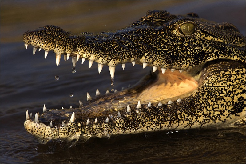 MCC Silver Medal - Nature Colour - Woeste Tande - Koos  Fourie - Vanderbijlpark Fotografiese Vereniging