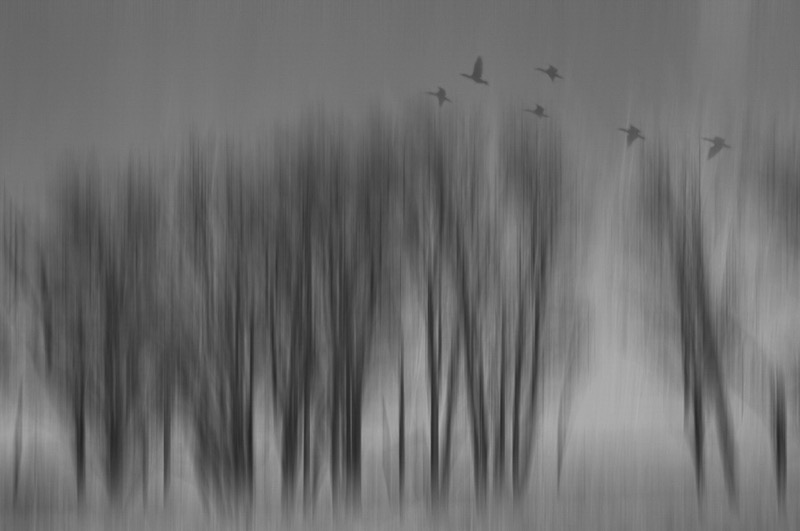 MCC Silver Medal - Visual Art Monochrome - Mysterious Woods - Elaine Els - Port Elizabeth Camera Club