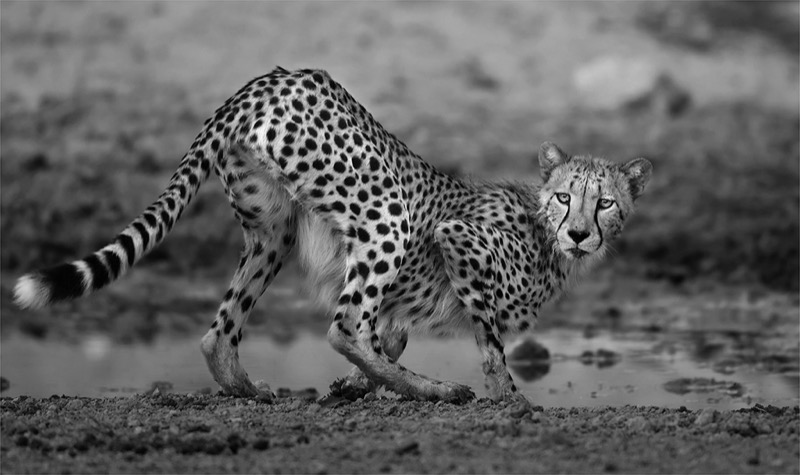 PSSA Silver Medal -  Nature Monochrome - Sw Samevloeiing Jagluiperd - Heste De Beer - Bloemfontein Kameraklub