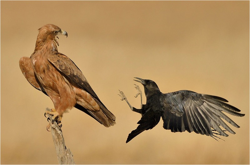 PSSA Silver Medal - Nature Colour - Go Sit Somewhere Else - Nicolaas Jacobus Kriek - Bloemfontein Kameraklub