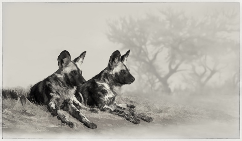 PSSA Silver Medal - Visual Art Monochrome - Wild Dogs Freedom - Bruna Mentrup-Nortje - Alberton Camera Club