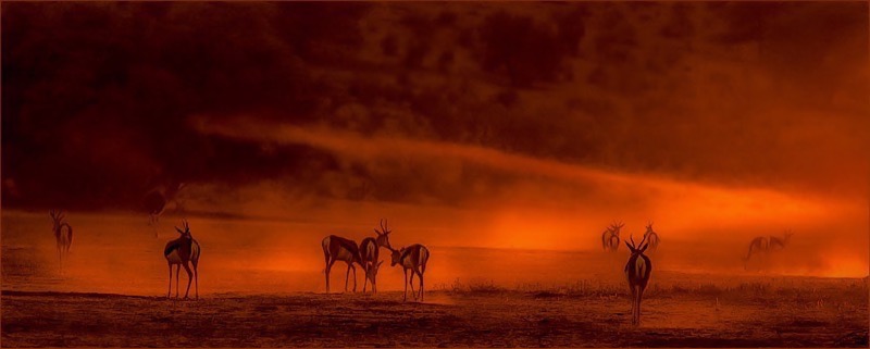 PSSA Silver Medal - Winning Image - Kgalagadi sunrise - Cornell Nortier - Laeveld