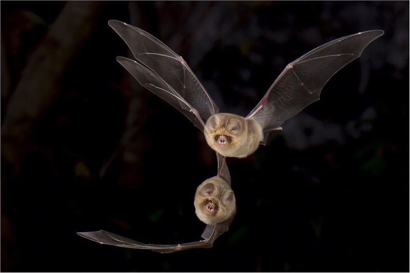 Sandton Photo Soc Bronze Medal- Runner Up - Bat formation - Naas Rautenbach - AFO