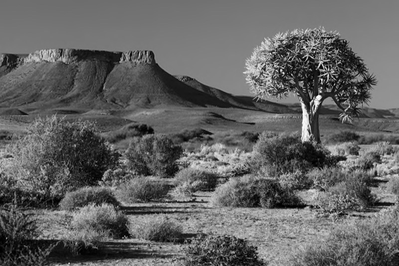 Sandton Photo Soc Bronze Medal- Runner Up -Karoo Kokerboom - Ditta Arnott - Boksburg
