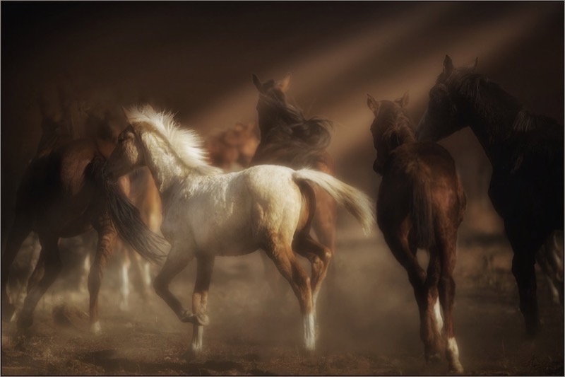 PSSAmed-Open-Colour-Give them everything give them light and dark-Charlaine Gerber-Witbank Photographic Society