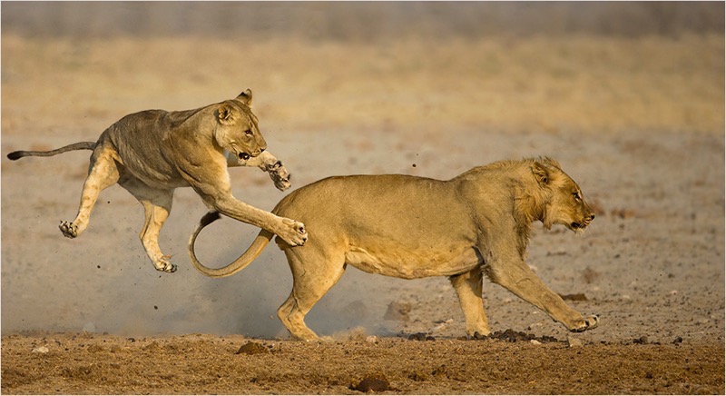 Krugersdorp Medal - Wildlife - Playing lions - Andre Ligthelm - AFO