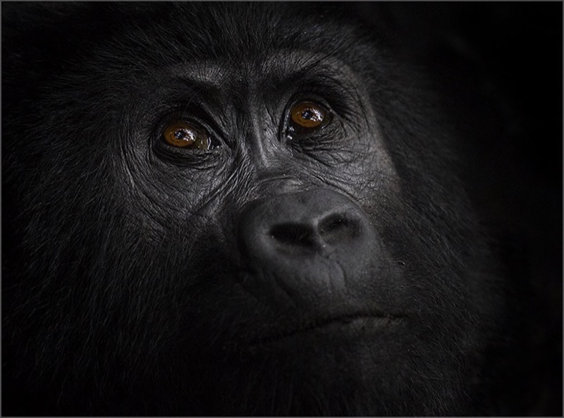 PSSA Silver - Wildlife - Gaze of an Ugandan Mountain Gorilla - Craig Morgan - Westrand