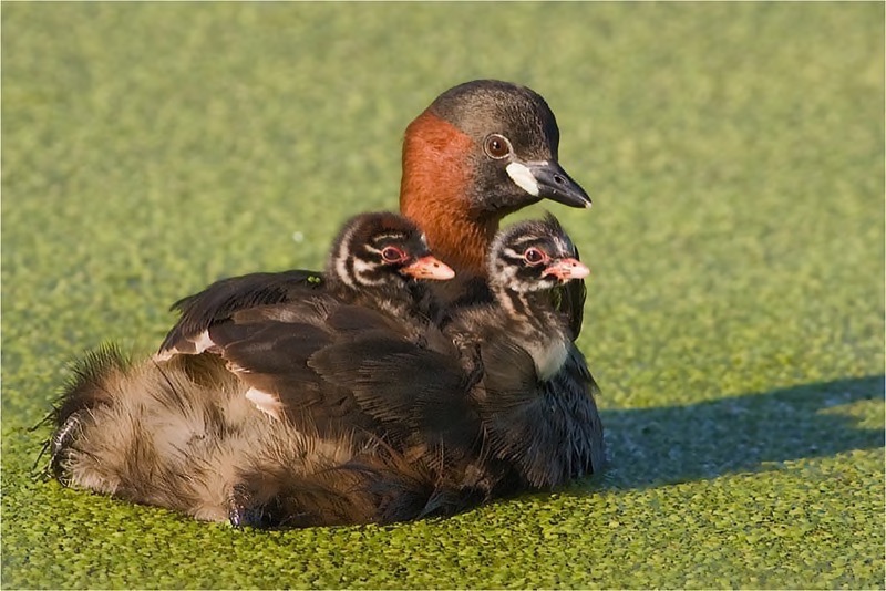 BFK Bronze Medal - Nature Wildlife Birds Only - Willie Labuchagne - Dabchick and chicks 2202 - MFFC