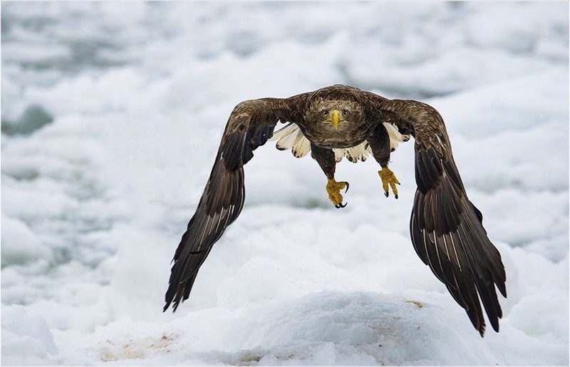 PSSA Silver Medal - Nature Wildlife Birds Only - Bruna Mentrup-Nortje - White-Tailed Sea Eagle - SSCC