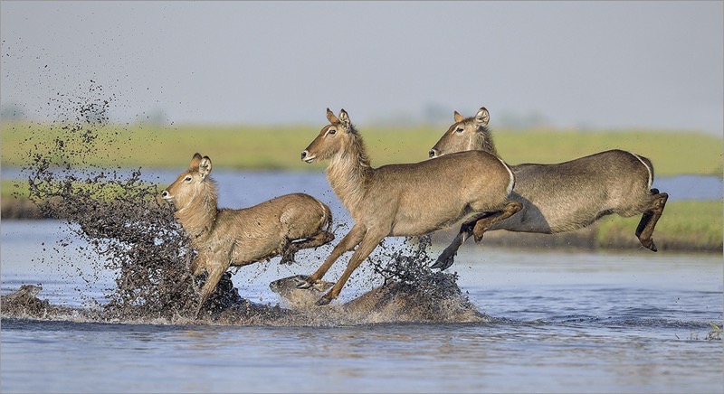 PSSA Silver Medal - Nature Wildlife Excl Birds - Aubrey Siebert -  Waterbuck 3 - SSCC