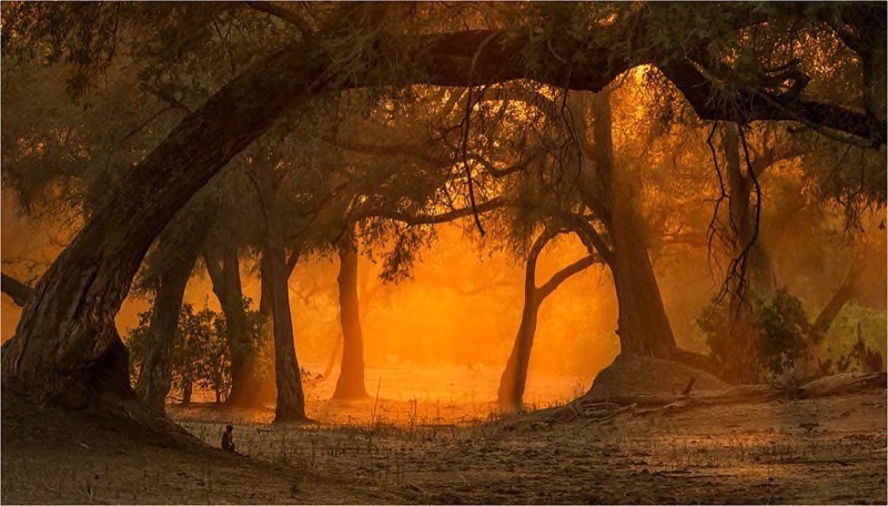 PSSA Silver Medal - Scapes - Willie Labuchagne -  Mana Forest sunrise 8621 - MFFC