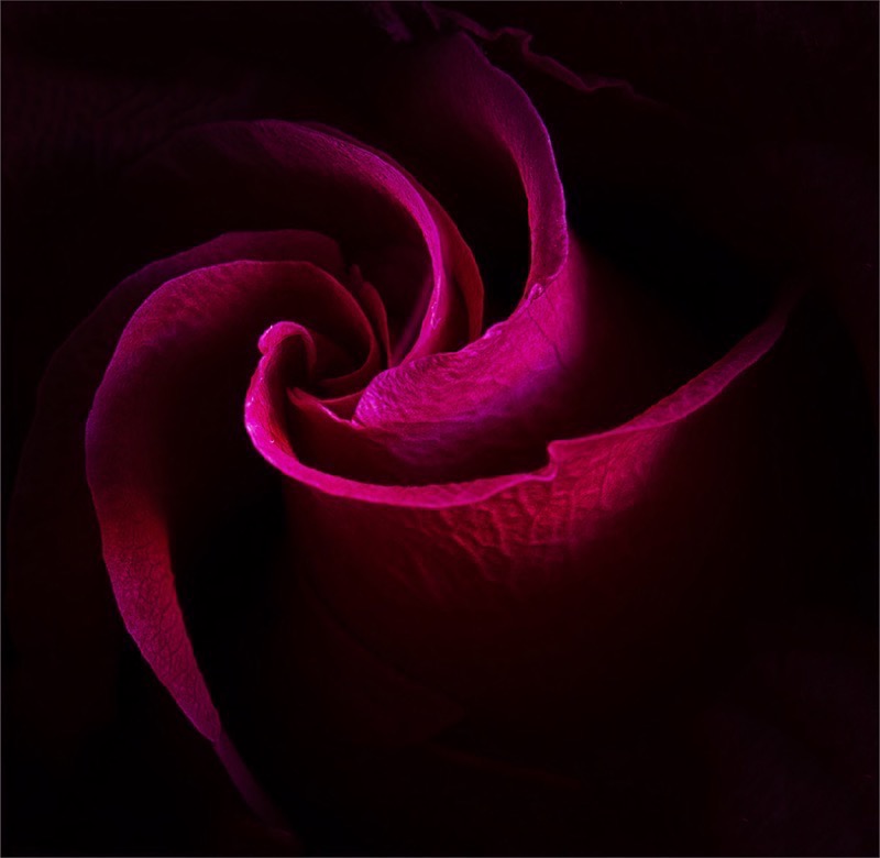 PSSA SILVER MEDAL -Macro and Close up-Rose Spiral-Lourens Durand-Edenvale Photographic Club