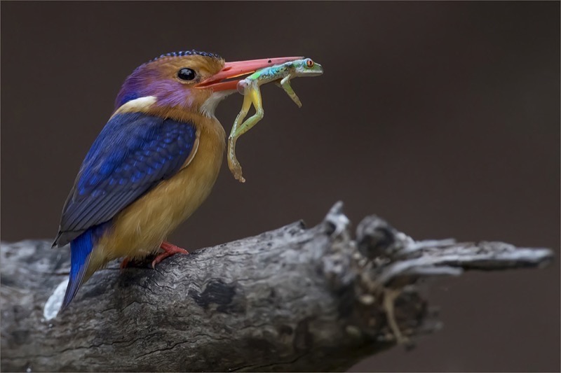 PSSA SILVER MEDAL -Nature-Deflated-Chris Joubert-Randburg Foto Klub-Randburg Photo Club