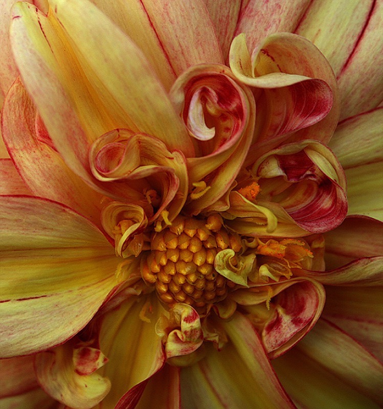 Tygerberg Medal -Macro and Close up-Dahlia in bloom-Kerry Mellet-Boksburg Camera Club
