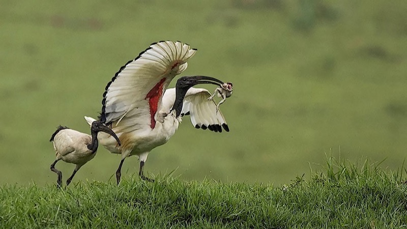 Tygerberg Medal -Nature-sacred ibis fleeing with its catch-Ronald Lotz-Maritzburg Camera Club