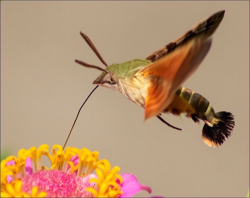 PSSA Bronze Medal-Nature-Hummingbird moth-Dolfie Le Grange-Ermelo