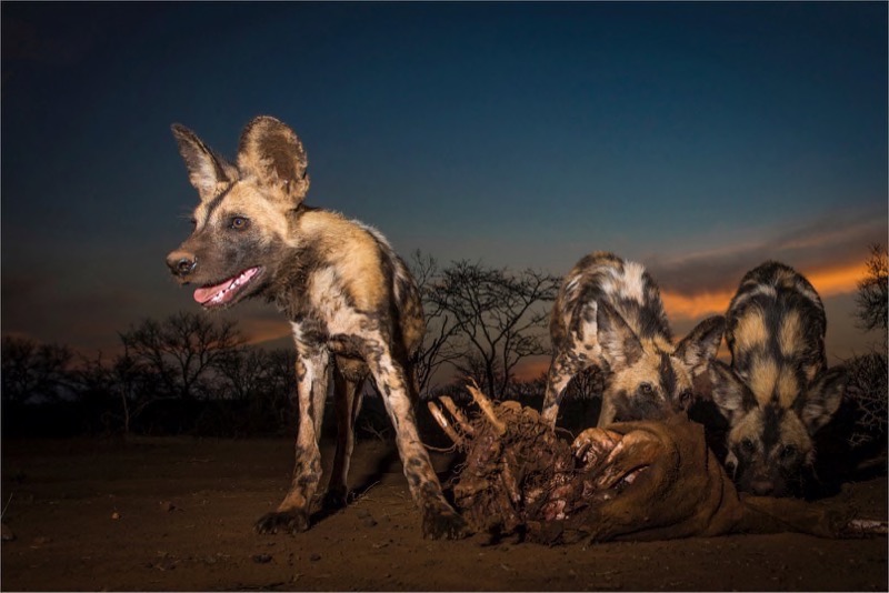 Club Silver - Wildlife - Wille woefies - Dewald Tromp - Midlens