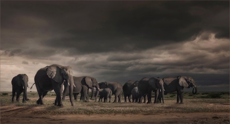 PSSA Silver Medal - Wildlife - Thunder below and above - Bruna Mentrup-Nortje - SSCC