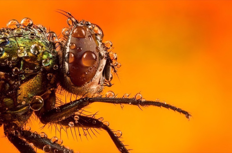 PSSA Silver medal - Macro - fly drops - Francois Loubser - MFFC