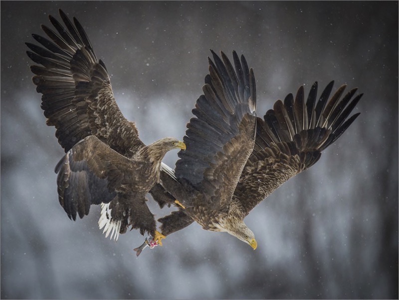 PSSA Silver medal - Wild birds - White tailed eagles - Dewald Tromp - Midlens