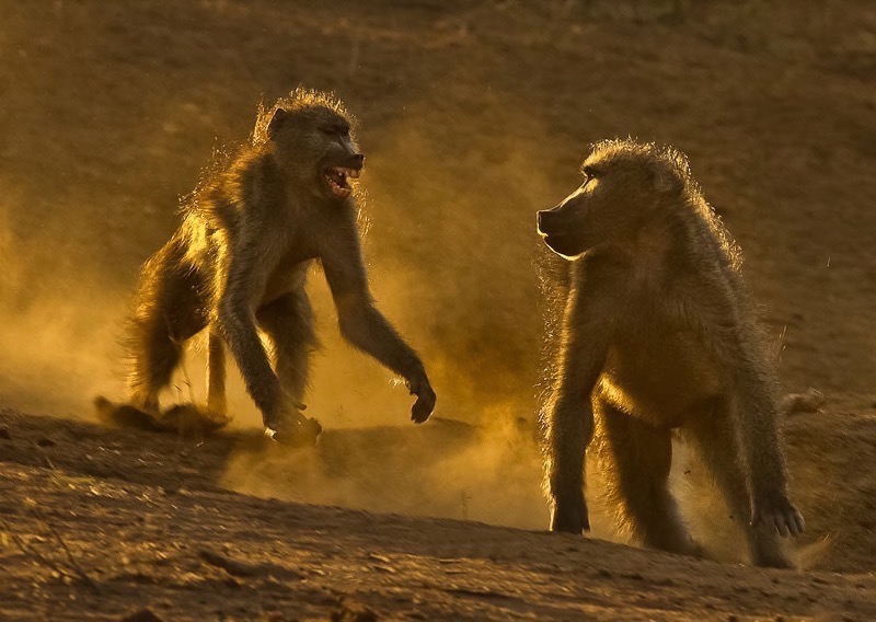 PSSA Silver medal - Wildlife Prints  - rumble at dusk - Wallace Hayward - Boksburg