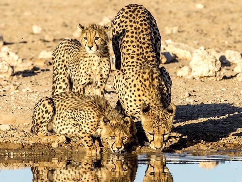 Springs bronze medal - Wildlife Prints - Cheetahs - Wallace Hayward - Boksburg