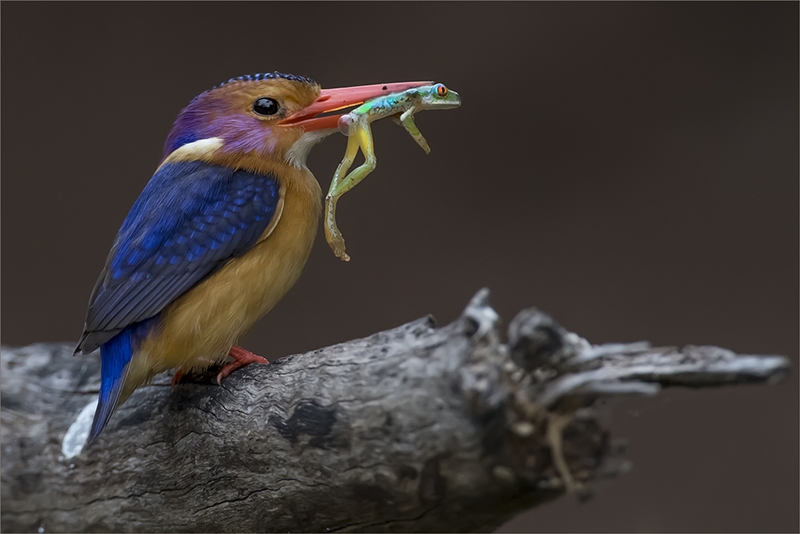Bloemfontein CLUB MEDAL - Wildlife Birds - Joubert Chris - Deflated - Randburg