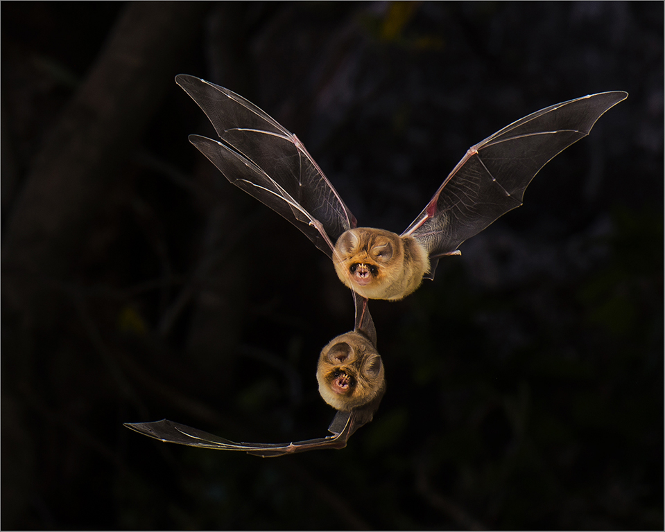 PSSA SILVER MEDAL - Wildlife - Rautenbach Naas - Trident Bats - AFO