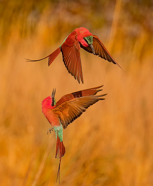 PSSA SILVER MEDAL - Wildlife Birds - De Chalain Marc - Above And Below - Highway CC