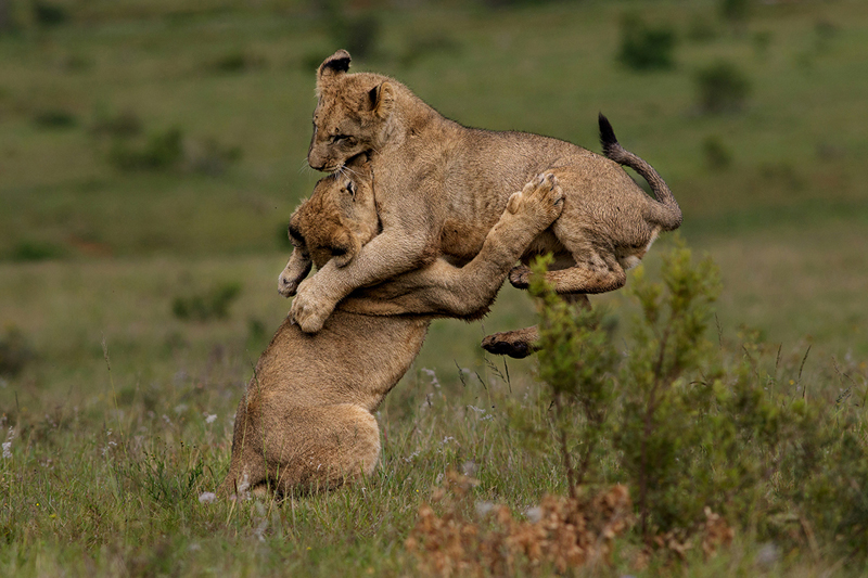 Airborne - Charmaine Joubert