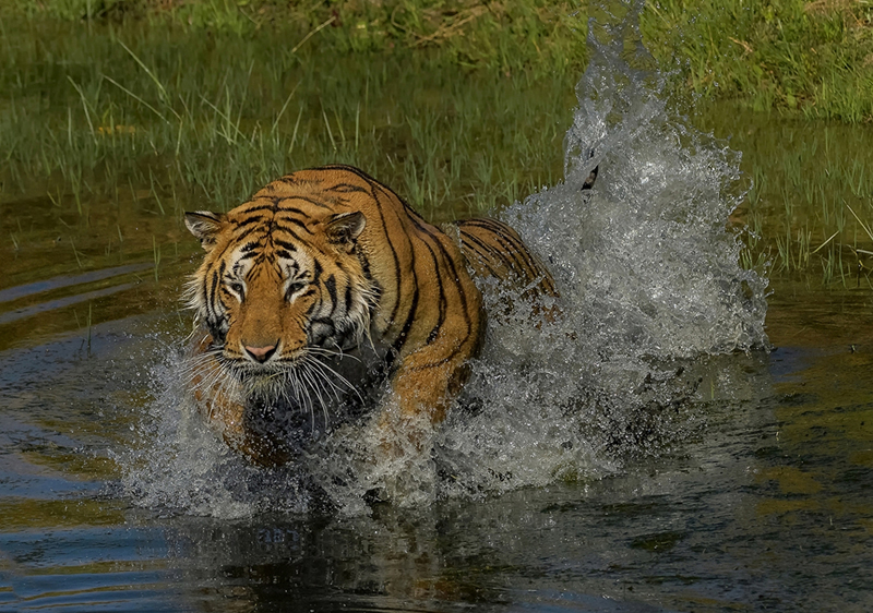 Aquatiger - Marc de Chalain