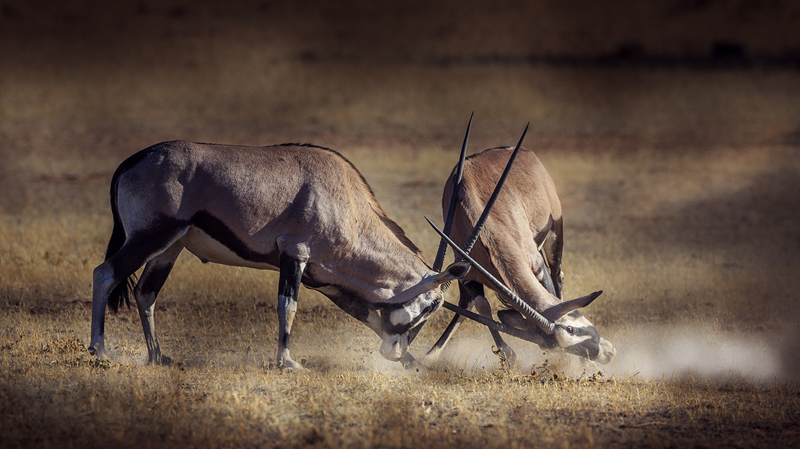 Early morning quarrel - Llewellyn Louw