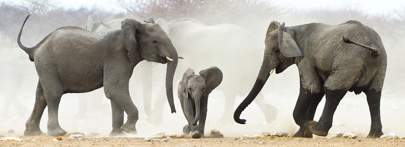 Elephants and Calf - Jill Sneesby