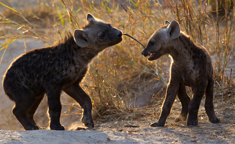Fun in the bush - Bibi Andrews
