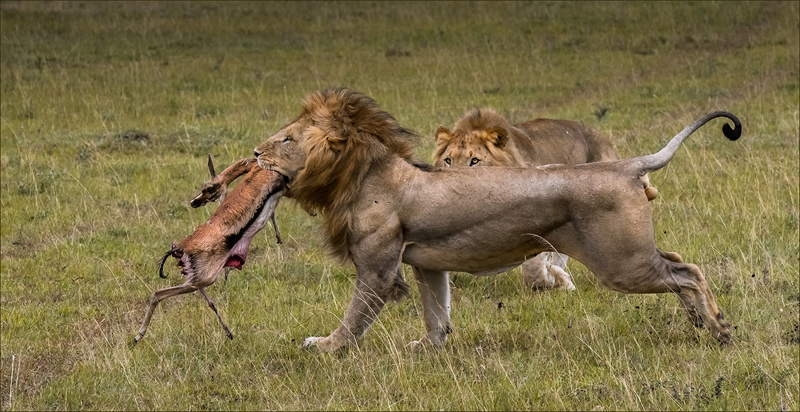 Lion Chase - Leon Venter