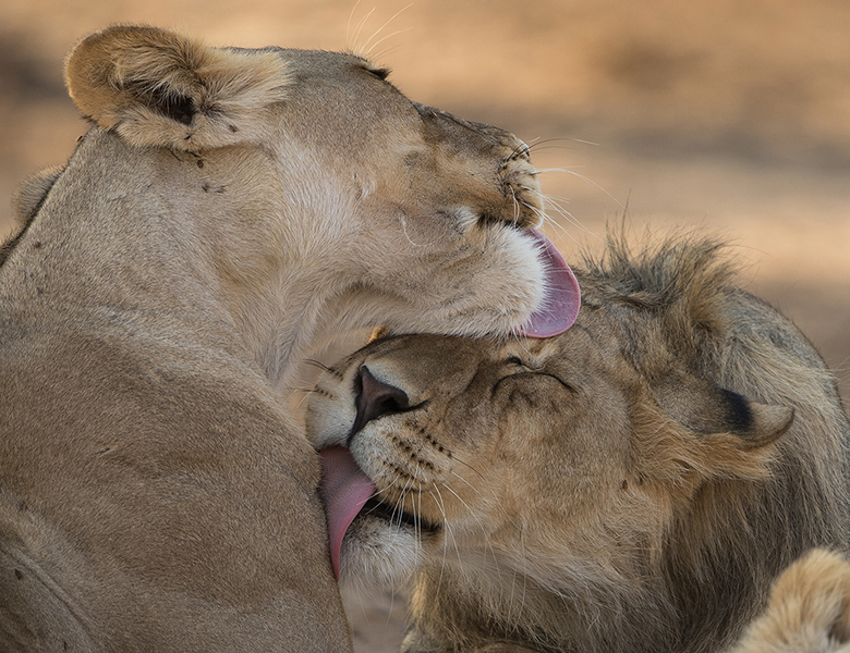 Lions Grooming - Jill Sneesby