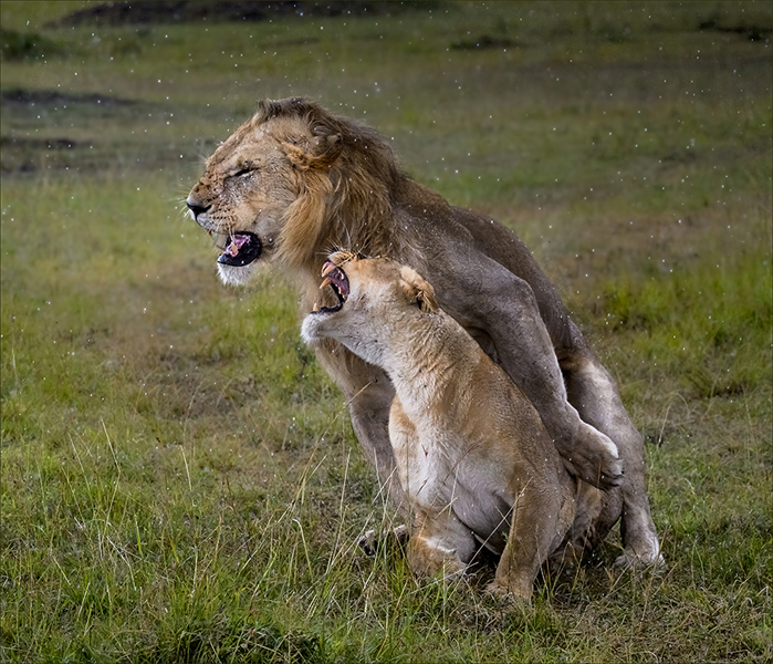 Love in the rain - Leon Venter