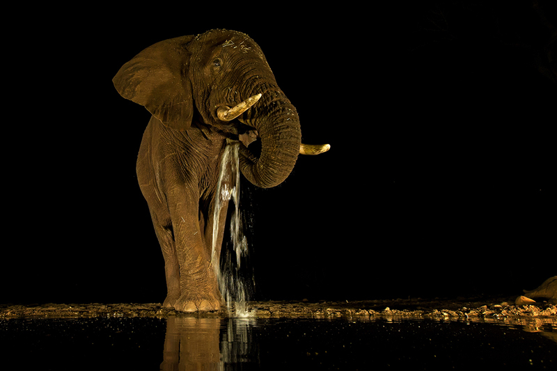 Night Thirst - Shirley Gillit