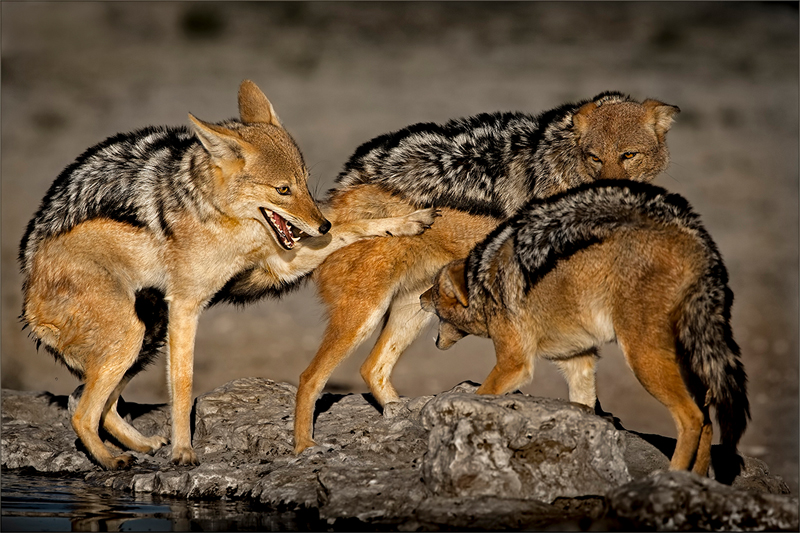 Silver Backed Jackals - Dries Fourie