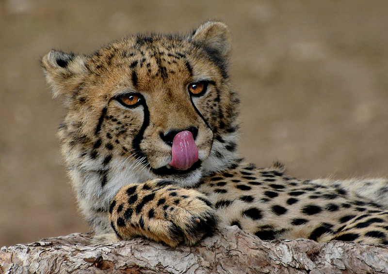 Sjoe - Verinda Bosch