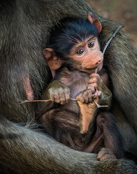 Teething toy - Annemarie du Plessis