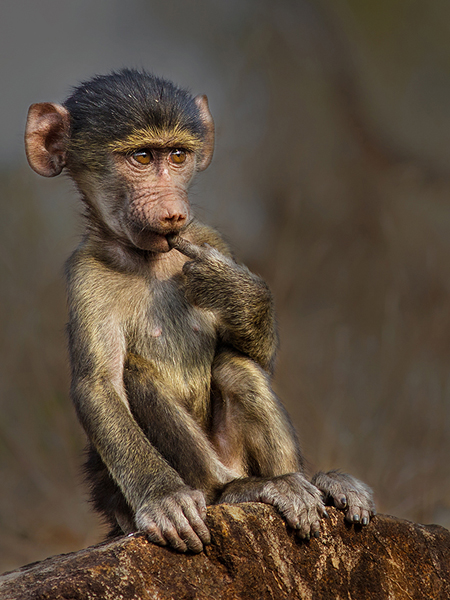 Who Me - Charmaine Joubert