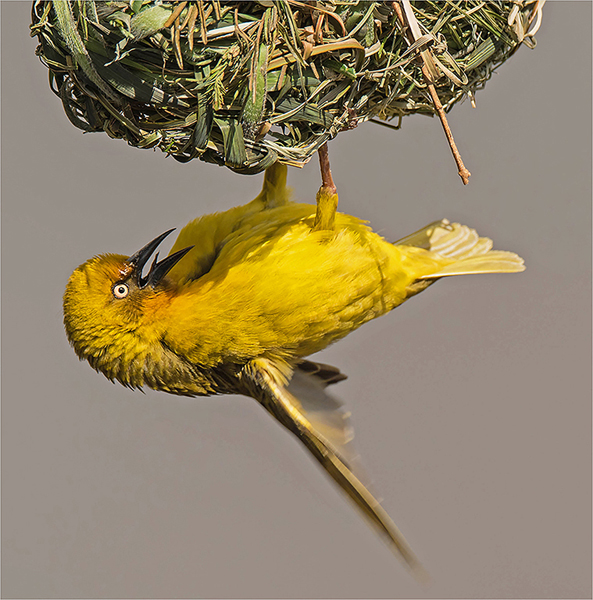 Agressive Architect - Ona Ackerman