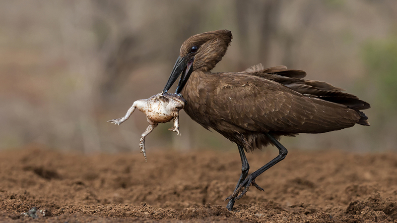 Froggie meal - Shirley Gillitt