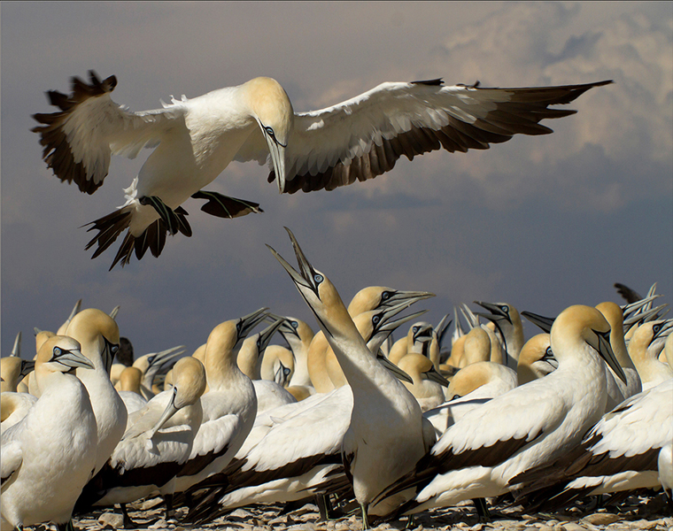 Gannet Landing - Jill Sneesby