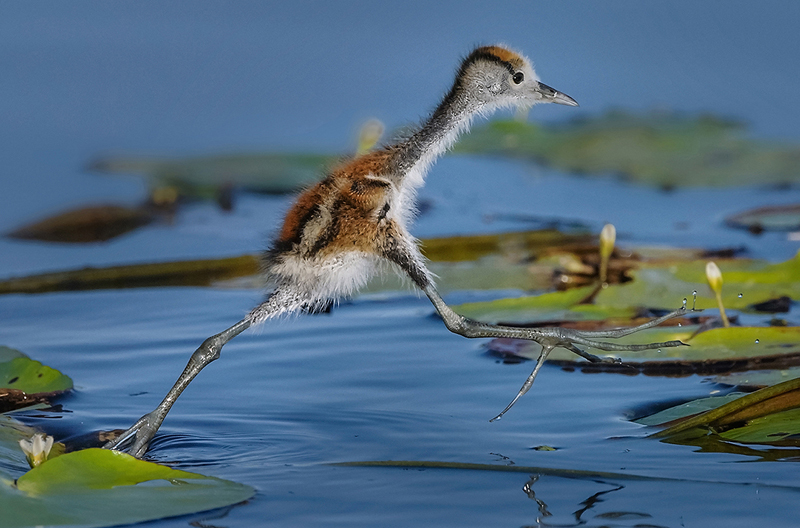 High Jump Jacana - Johan Brits