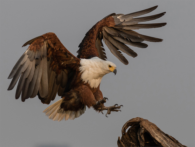 Landing Fish Eagle - Chanel Enslin