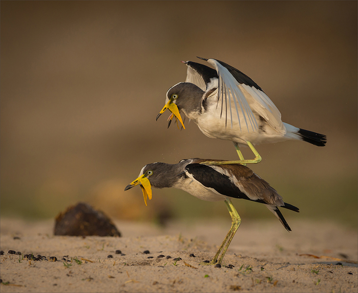 New Generation 2 - Rene Storme